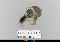 藏品(中國湖北皮影戲偶頭-丑)的圖片